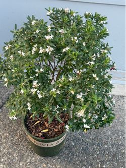 Eternal Fragrance Daphne blooming all summer
