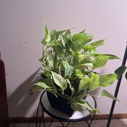Plants —- offer reasonable price 