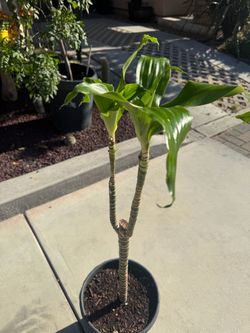 Dracaena Corn Plant in Pot