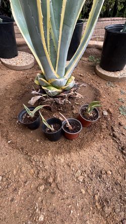 Maguey Agave americana var. marginata potted plant