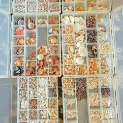 Title:  
Huge Seashell Collection – Decor, Crafts, Resin Art – 13+ Boxes + Large Shells
