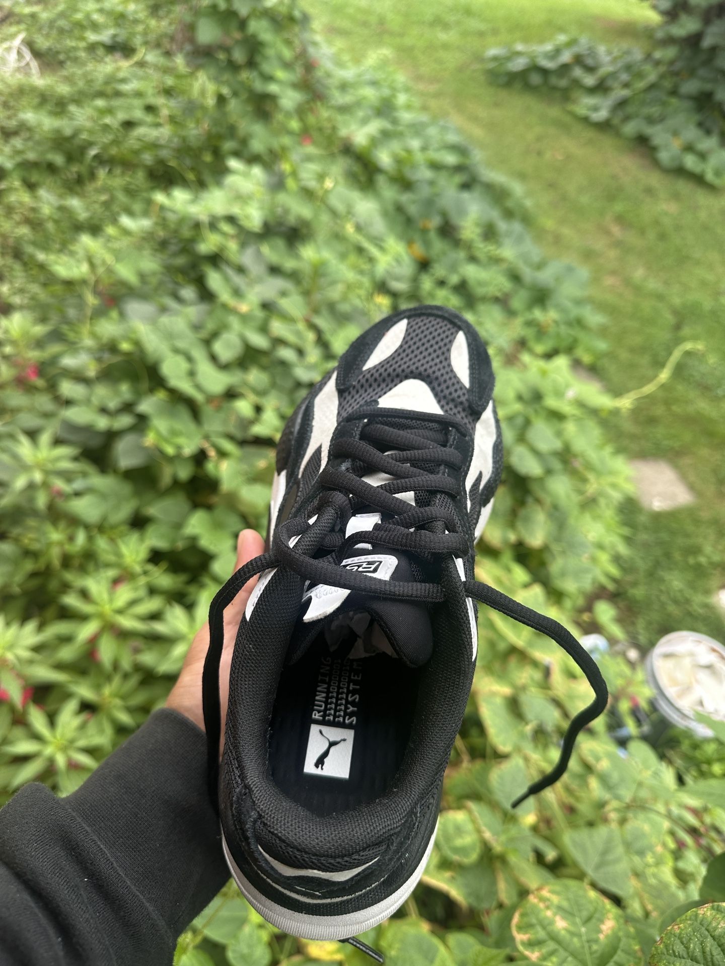 Pumas