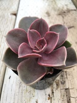 Succulents- Petra’s perle 2.5”