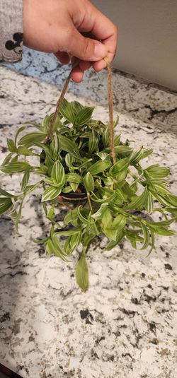 Green tradescantia