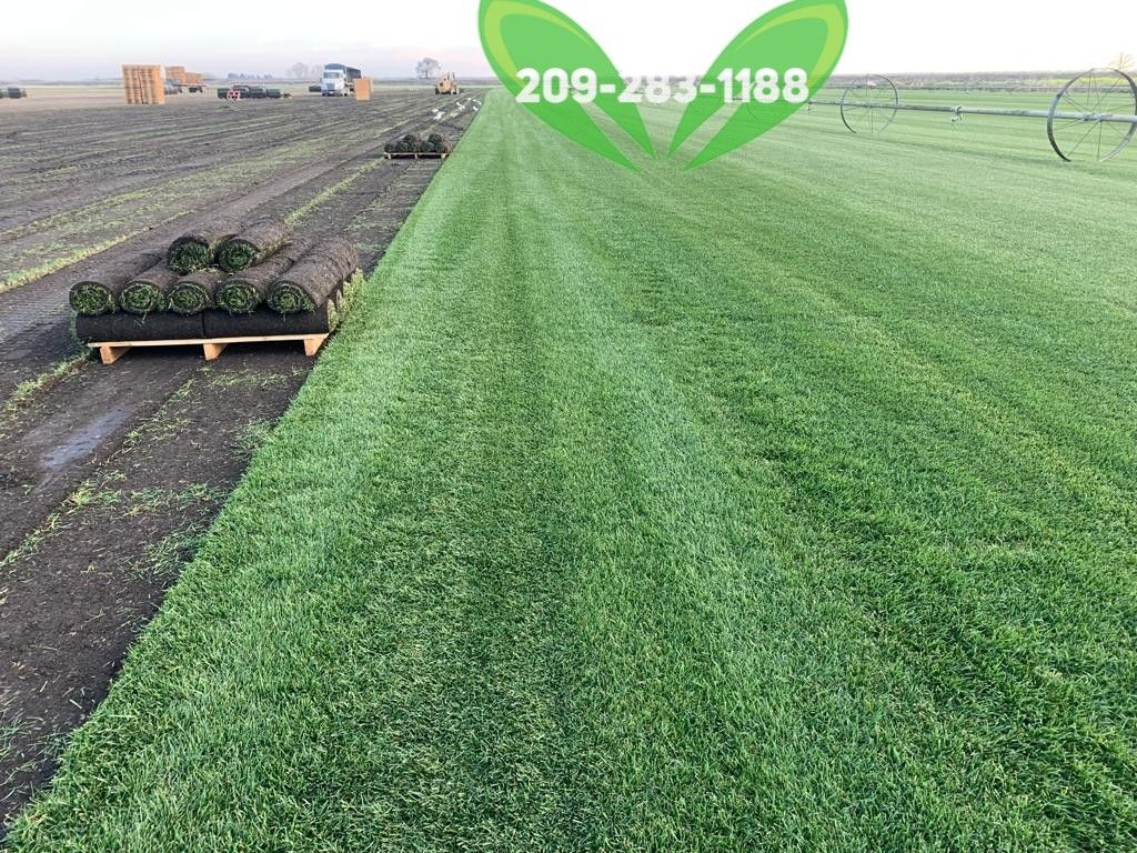 Best QUALITY Sod