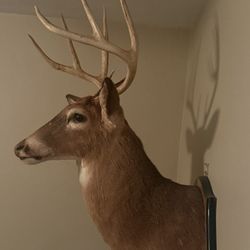 Whitetail Mount