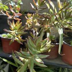Suculenta