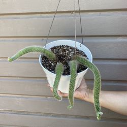 6” monkey tail cactus 