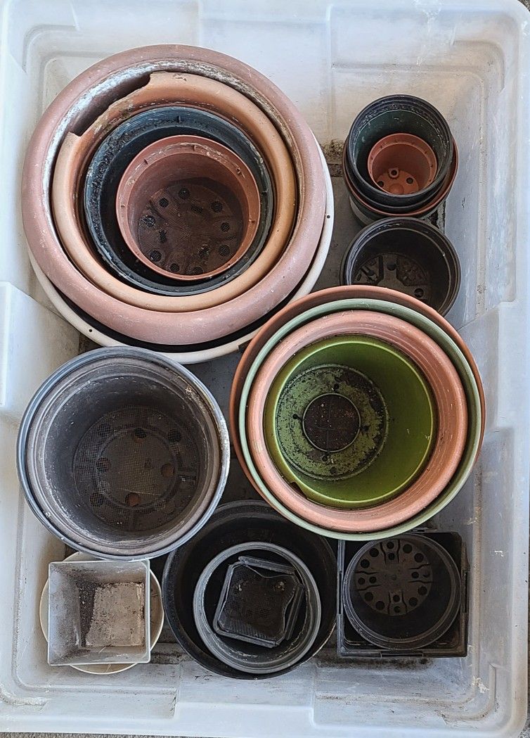Nursery Plant Pots (Can Deliver)
