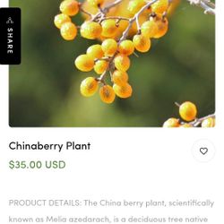 Chinaberry Trees Seeds And Seedlings 