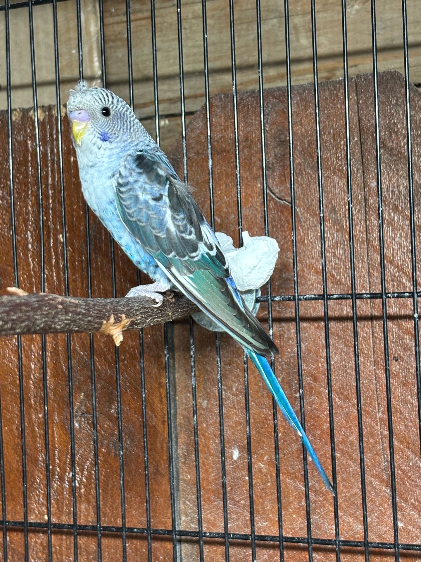 Bird cage