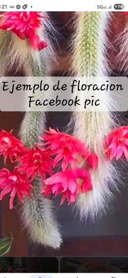 Monkey 🐒 Tail cactus