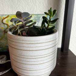 Potted Variety Of Succulents 