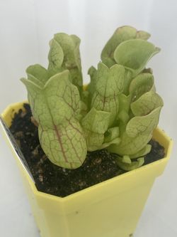 Sarracenia Purpurea (carnivorous)