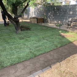 Grass Planting  And Winter Grass 
