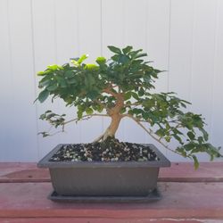 Chinese Privet Pre Bonsai