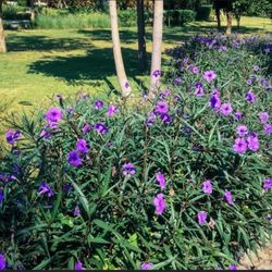 Plants Mexican Petunias 10$ 