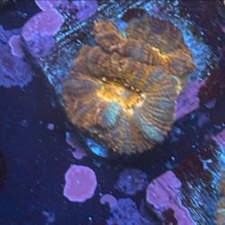 Aussie Acan Lord Display Decor