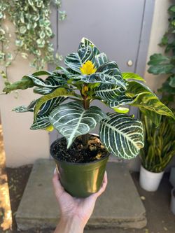 Zebra House Plant 6” Pot