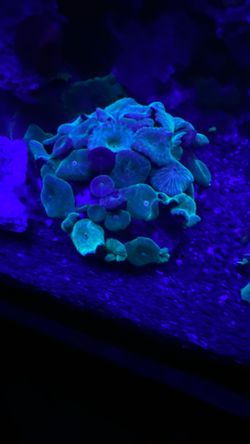 Aquarium Green Stripped Mushrooms Salt Water