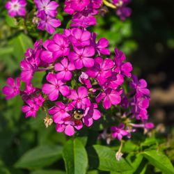 Garden Phlox Perennial Plants for Sale! Likes Sun 🌞