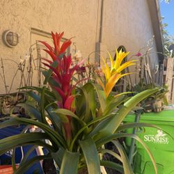 Tripple Bromeliad Guzmania 10” Pot
