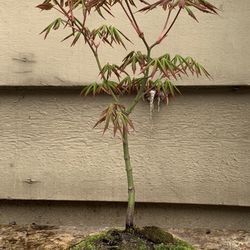 BonsaiJapan Maple 12 Inches