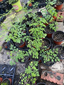 Moringa -Drumstick  plants 10-12 inches