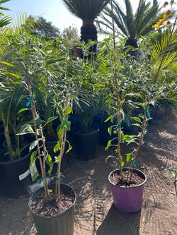 Black cobra chile plant