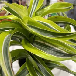 Dracaena Dragon Series, 4 Inches Pot