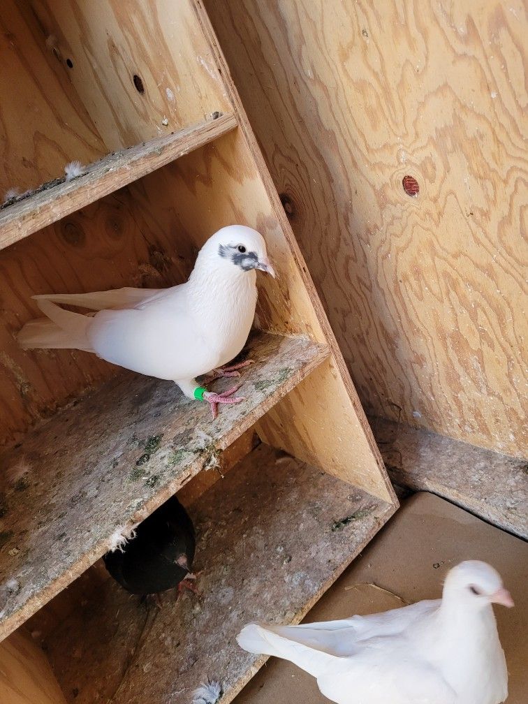 Pigeons/Pigeon Coop