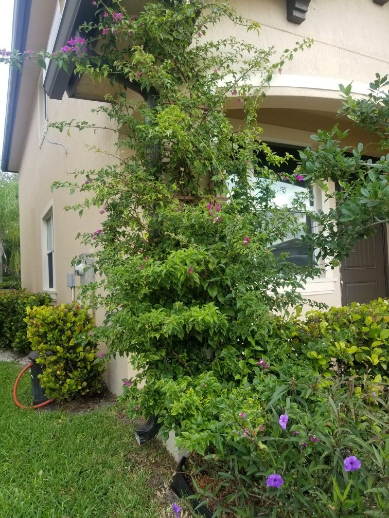 Bougainvillea