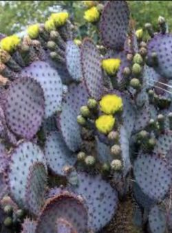Prickly Pear Santa Rita Cactus Pads