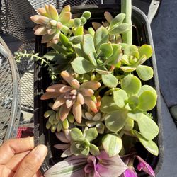 mixed Succulents In Tray 
