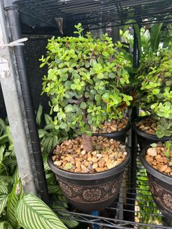 Bonsái jade in 8” pot. SPECIAL PRICE 🤩