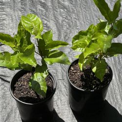 Passion Fruit Trees