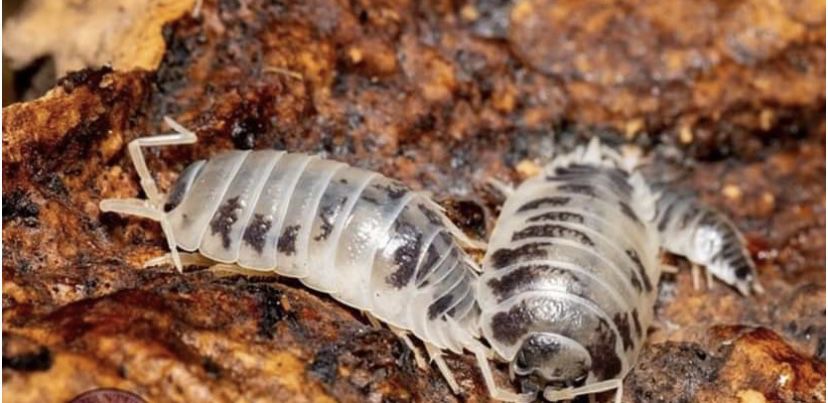 Isopods (Roly Poly) x10