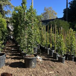 Ficus Privacy Trees 