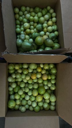 tomatoes