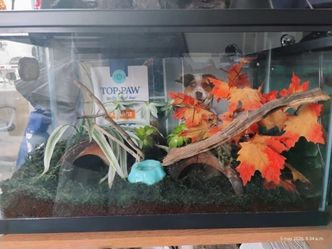 Terrarium for any small animal