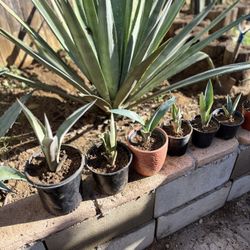 $5 Agave Tequilana & up