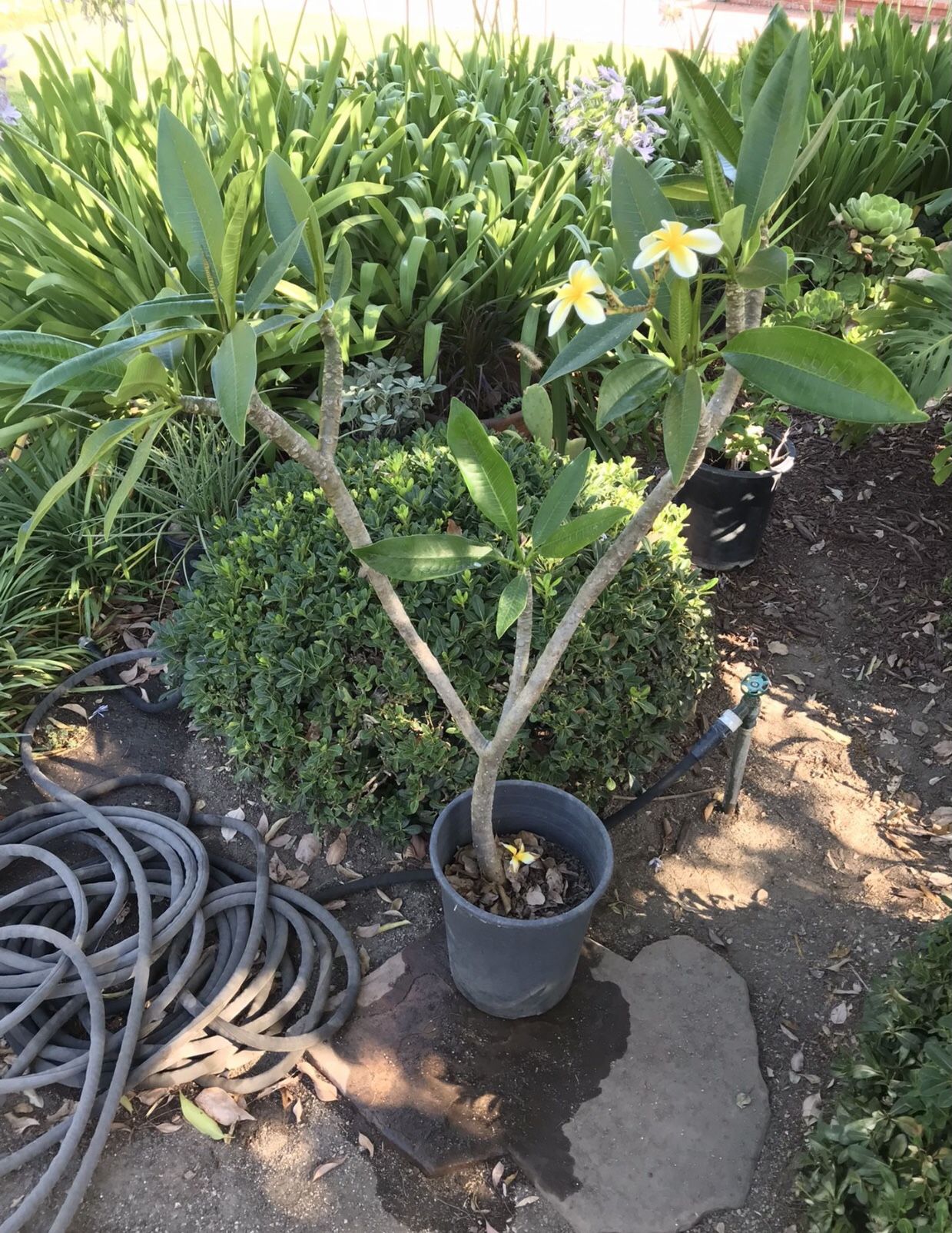 Hawaiian Plumeria Trees * 4’ Tall In 5 gal Containers