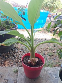 Plant