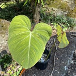 Philodendron Gloriosum Rare Plants