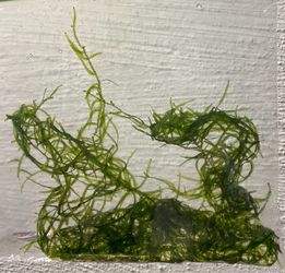 Aquarium plants (live) Java moss / guppy grass