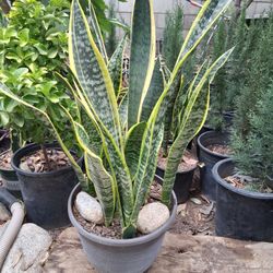Snake Plants 