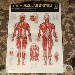 26”x 20” U.S. Army, The Muscular System, Laminated Wall Chart
