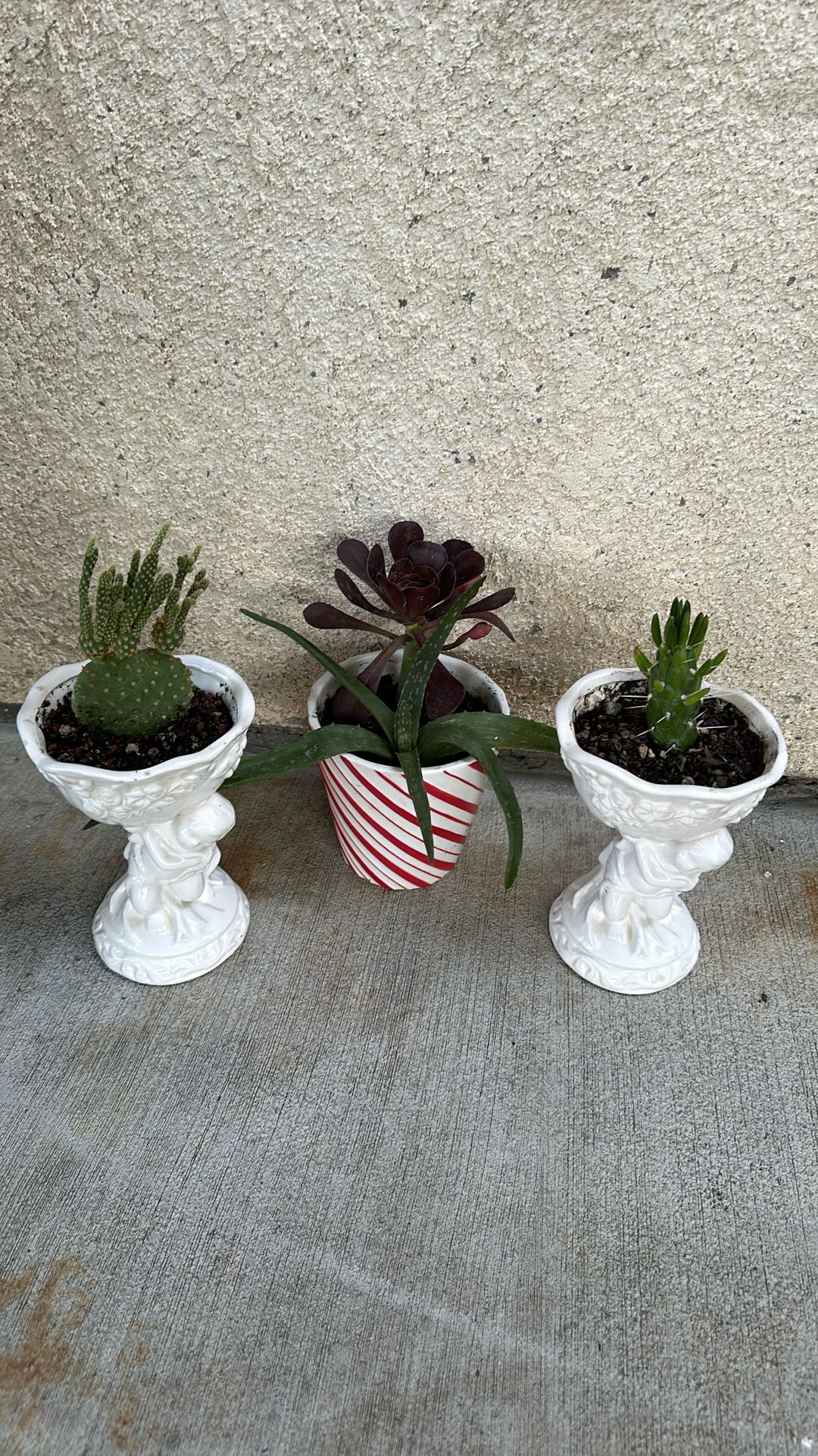 Succulents All 3 For $ 5.00