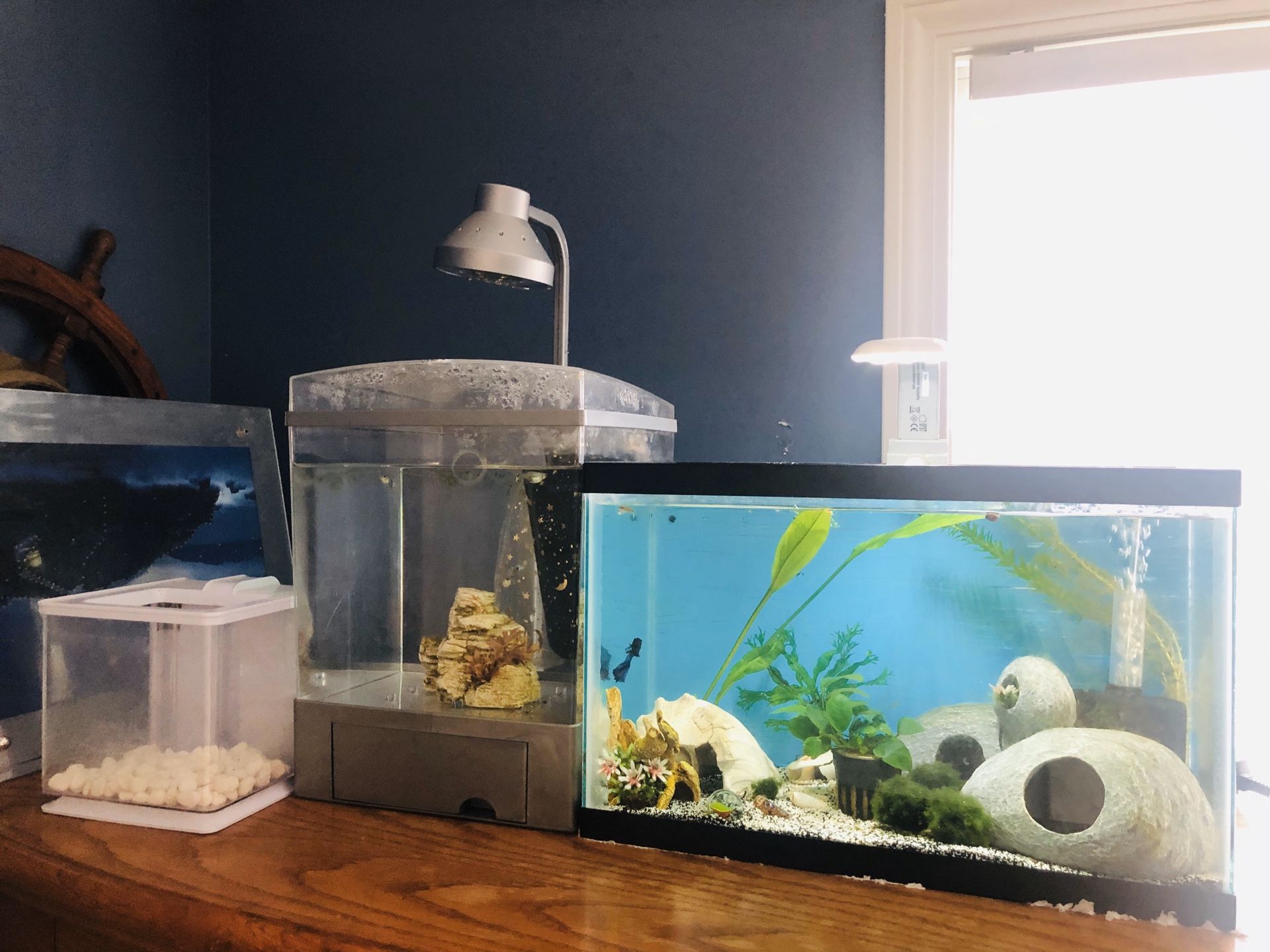 3 fish tank set