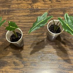 Alocasia Plants (small)